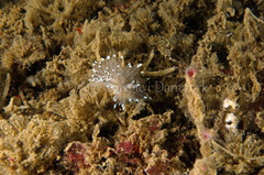 Antiopella cristata