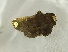 Adrapsa quadrilinealis