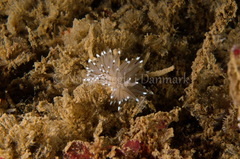 Antiopella cristata