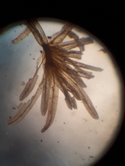 Macromitrium ligulare