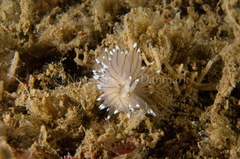 Antiopella cristata