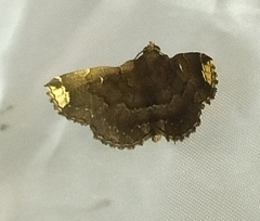 Adrapsa quadrilinealis