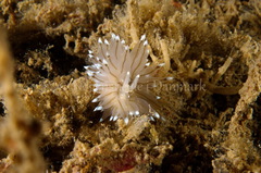 Antiopella cristata