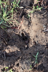 Tachyglossus aculeatus