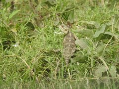 Acanthocercus atricollis