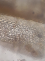 Macromitrium ligulare