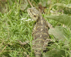 Acanthocercus atricollis