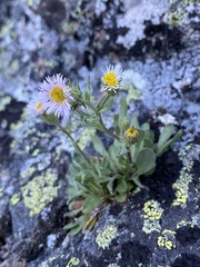 Erigeron nivalis