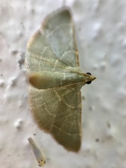 Hypsopygia nonusalis