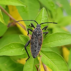 Physomerus grossipes