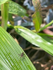 Cyrtodiopsis dalmanni