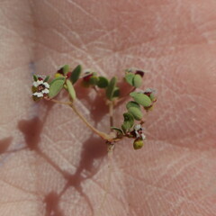Euphorbia vizcainensis