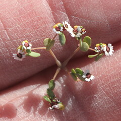 Euphorbia vizcainensis