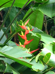 Heliconia