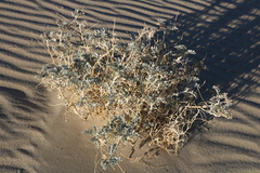 Astragalus lentiginosus micans