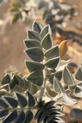 Astragalus lentiginosus micans