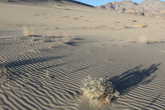 Astragalus lentiginosus micans