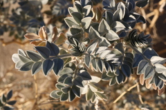 Astragalus lentiginosus micans