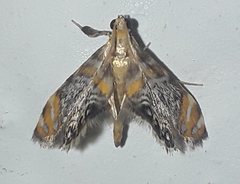 Nymphicula