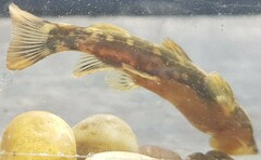 Chiloglanis pretoriae