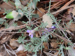 Penstemon linarioides