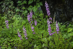 Pedicularis davidii