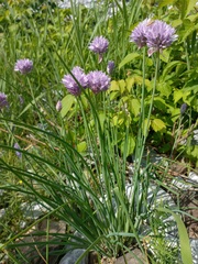 Allium altyncolicum