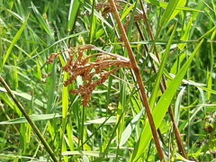 Juncus edgariae
