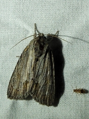 Acronicta lithospila