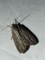 Acronicta lithospila