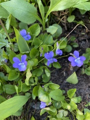 Viola adunca bellidifolia