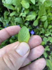Viola adunca bellidifolia