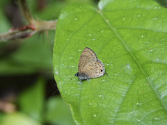 Prosotas nora superdates