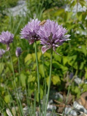 Allium altyncolicum
