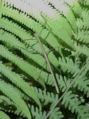 Lopaphus balteatus