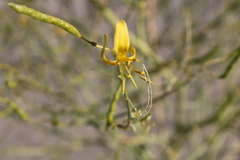 Carsonia sparsifolia