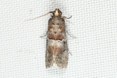 Sciota rubrisparsella
