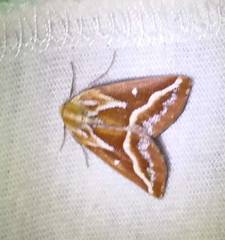 Caripeta angustiorata