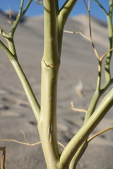 Carsonia sparsifolia