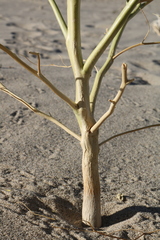 Carsonia sparsifolia