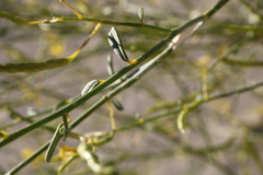 Carsonia sparsifolia