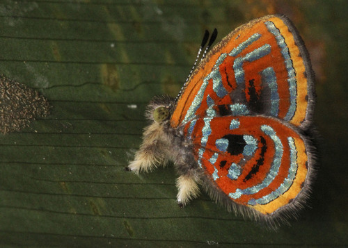 Sarota acantus