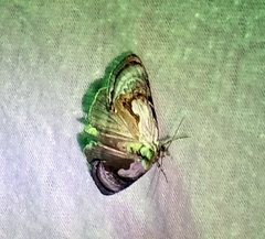 Chrysanympha formosa