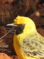 Epthianura aurifrons