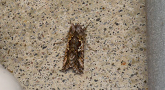 Syngrapha alias
