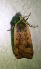 Cryptocala acadiensis