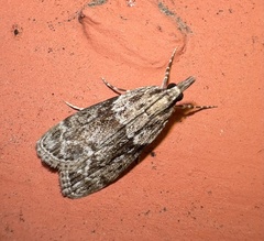 Eudonia spenceri