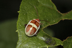 Asphaera discicollis