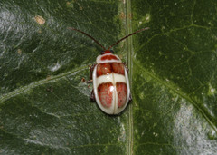 Asphaera discicollis