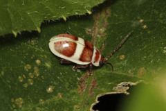 Asphaera discicollis